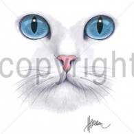 White Cat Blue Eyes